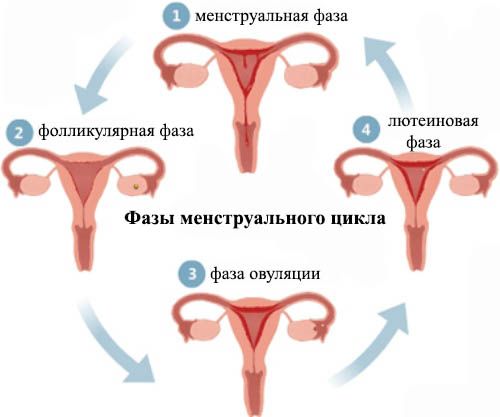 Почему менструация раньше начала длиться 5 дней: причины и факторы