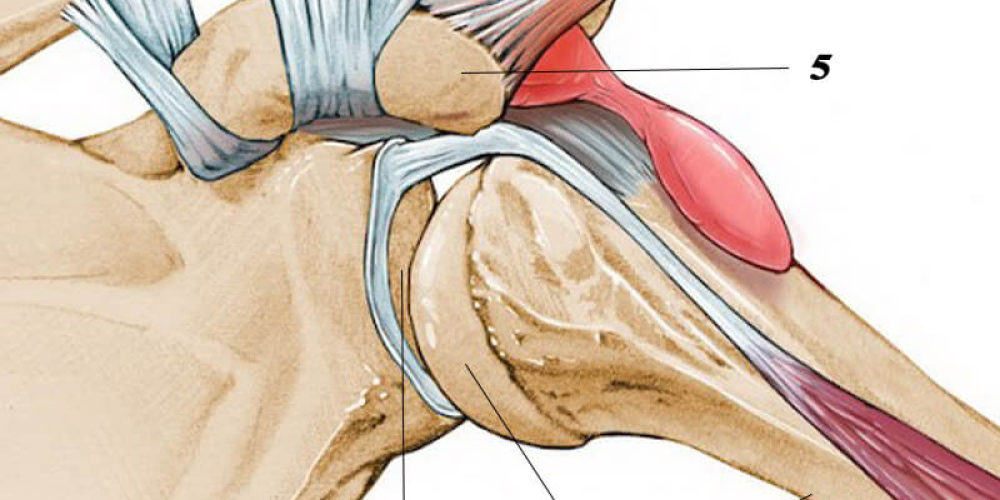 Реабилитация плечевого сустава
