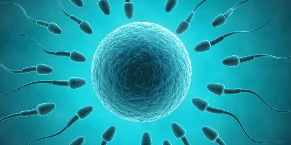 Посткоїтальний тест Посткоїтальний тест