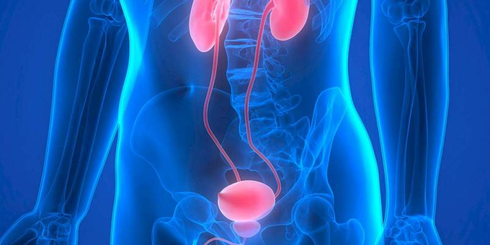 Урология Урология